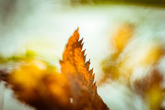 _DSC8817