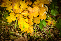 _DSC8844