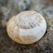 Makroaufnahme: Schneckenhaus 2