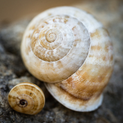 Makroaufnahme: Zwei Schneckenhäuser