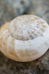 Makroaufnahme: Schneckenhaus 2